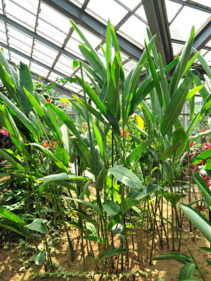 八丈植物公園温室 ヘリコニア ロストラータ